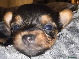 Yorkshire Terrier dogs Miniature Yorkshire Terrier - Advert 1