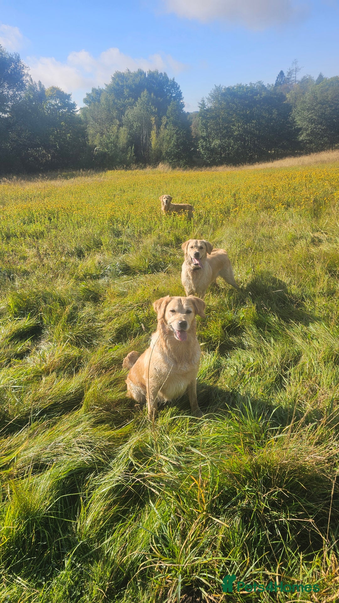Golden Retriever dogs for sale: Forthcoming long awaited litter - Advert 5