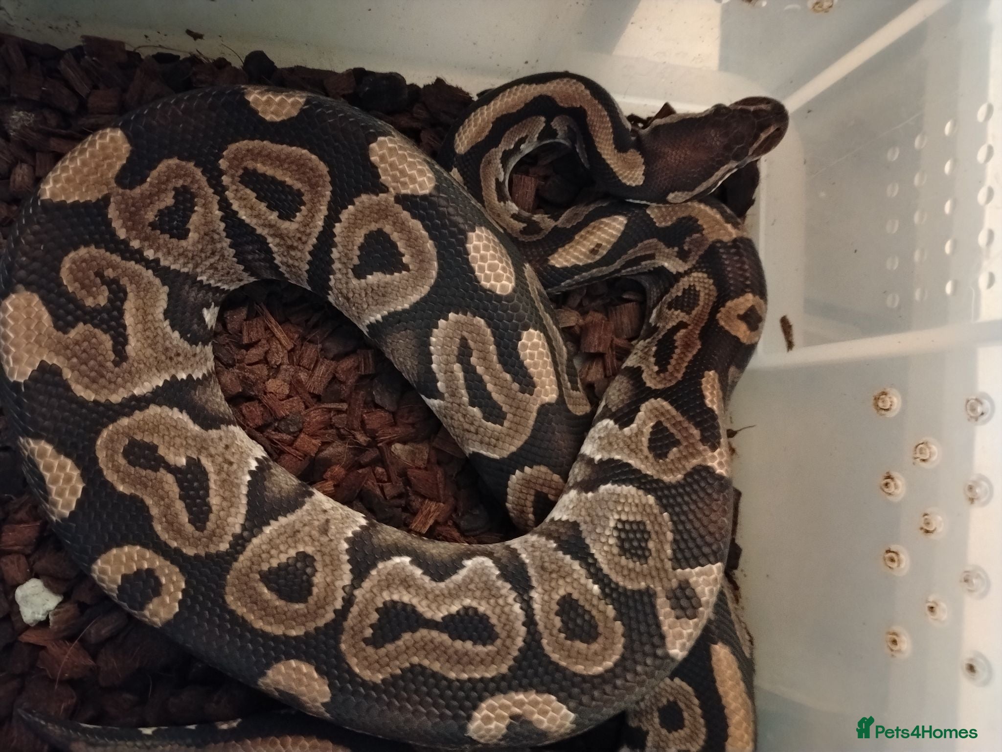 Python Snake reptiles Adult Royal Pythons - Advert 1