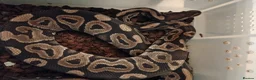 Python Snake reptiles for sale: Adult Royal Pythons - Advert 1