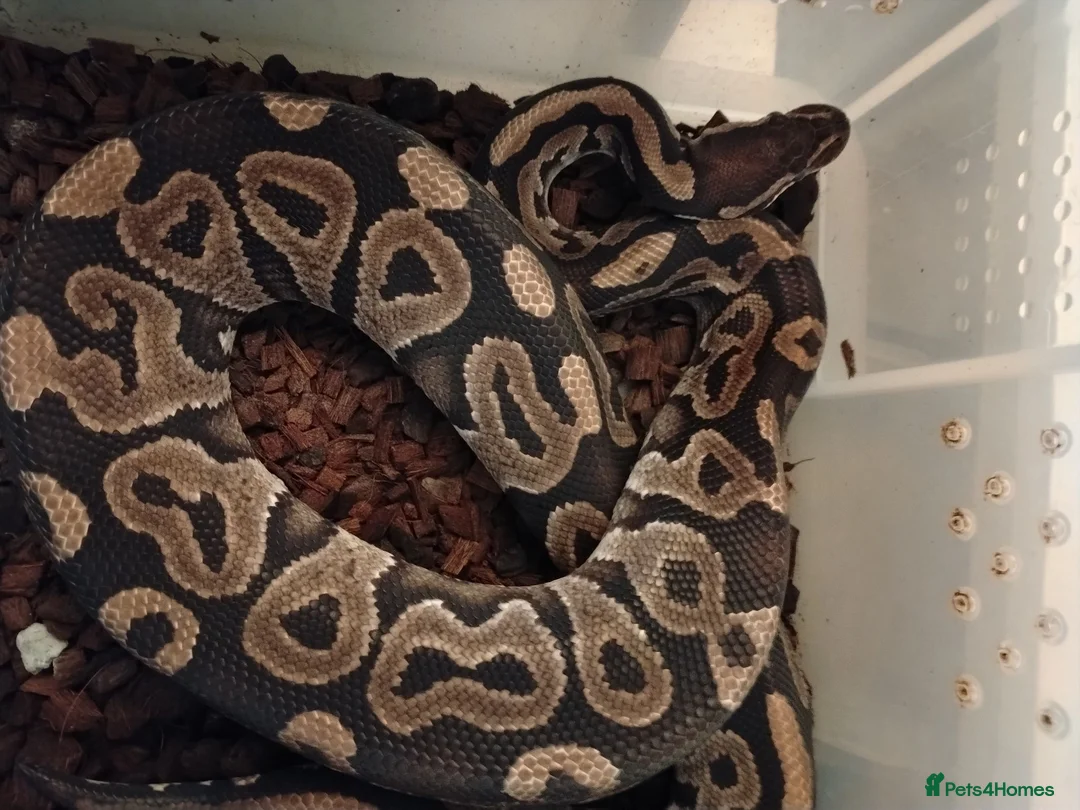 Python Snake reptiles for sale: Adult Royal Pythons - Advert 1