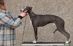 Whippet dogs for stud: Classy Smart Blue Boy 19.5tts.Sportingbred. - Image 2