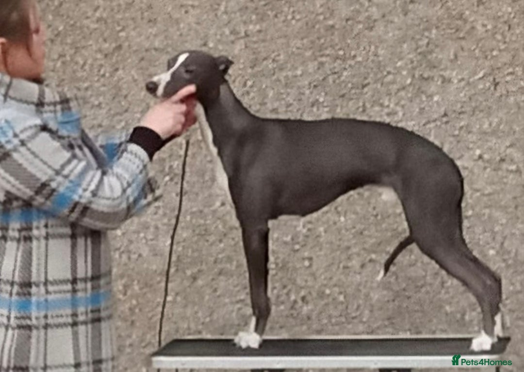 Whippet dogs for stud: Classy Smart Blue Boy 19.5tts.Sportingbred. - Image 2