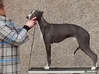 Whippet dogs - Advert 1