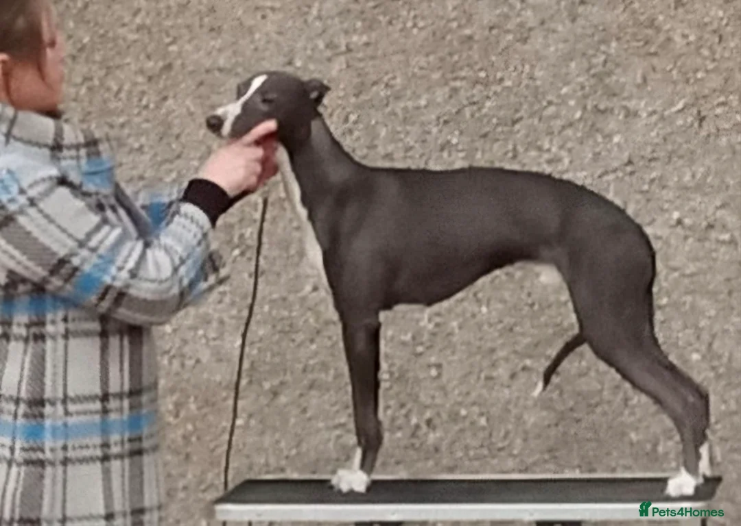 Whippet dogs for stud: Classy Smart Blue Boy 19.5tts.Sportingbred. - Advert 2