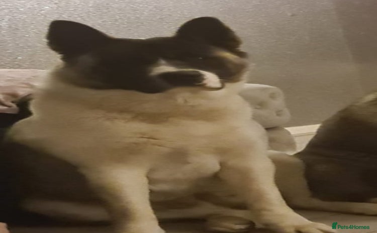 Akita dogs - Advert 1