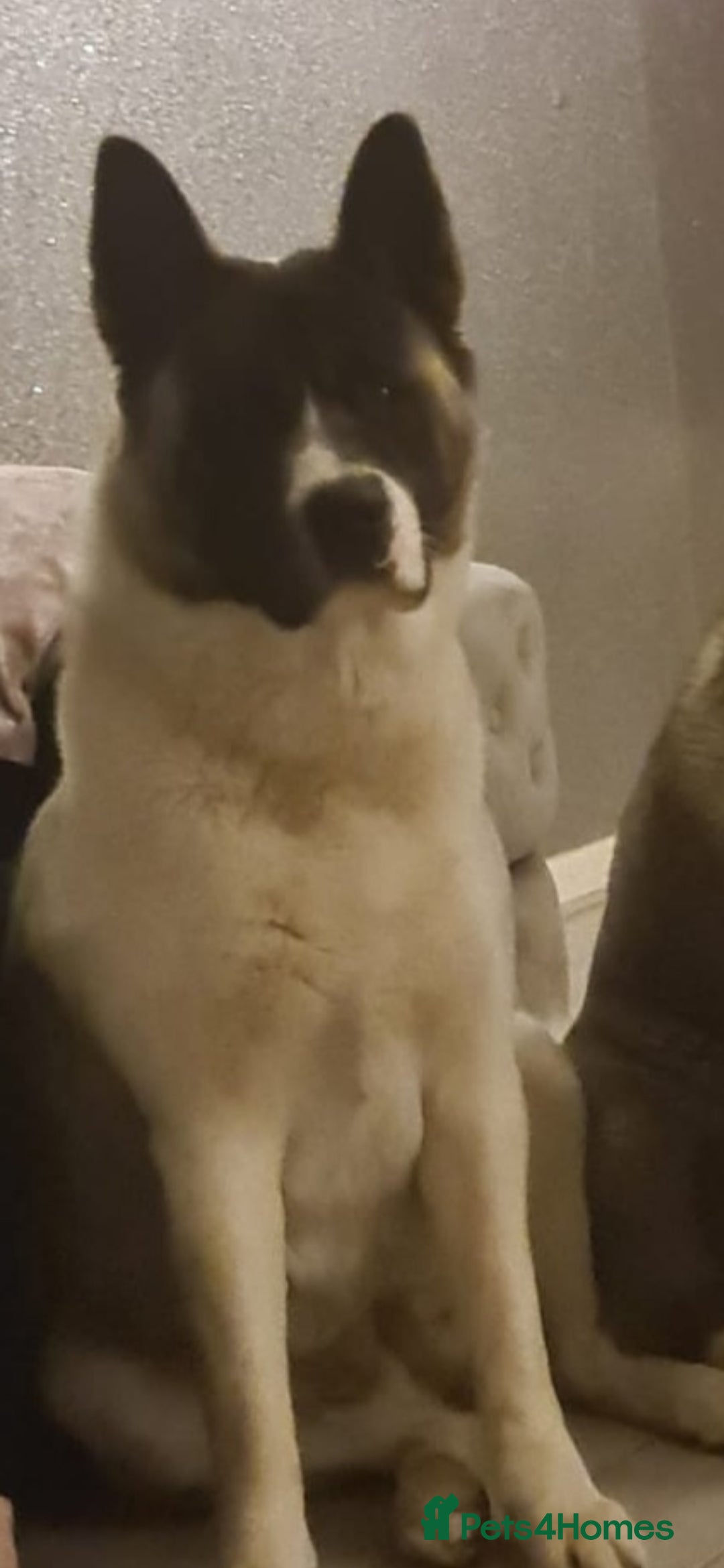 Akita dogs for sale: Akita for sale. - Image 1