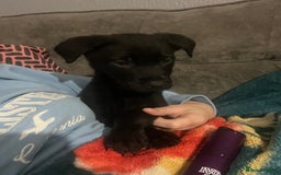 Mixed Breed dogs for sale: Male pup  - Advert 4