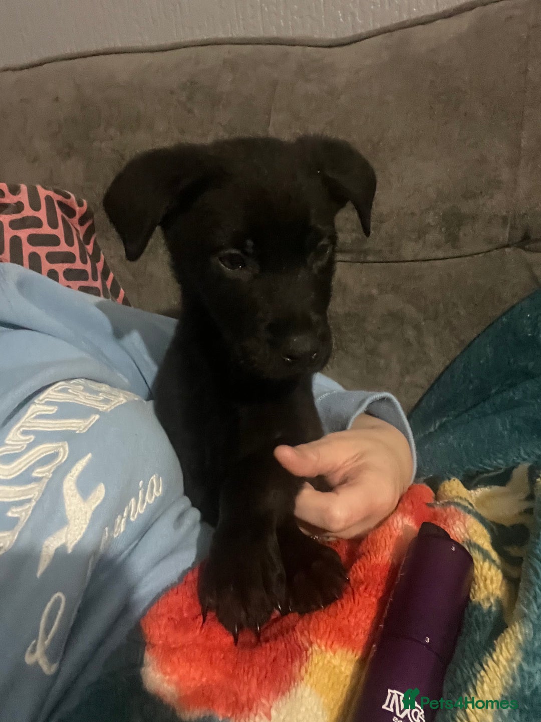 Mixed Breed dogs for sale: Male pup  - Advert 4