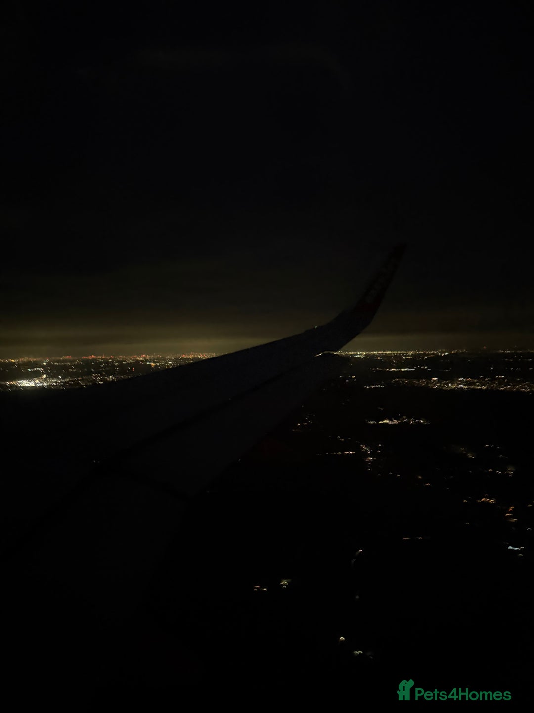 Ragdoll cats for sale: pure ragdoll - Advert 8