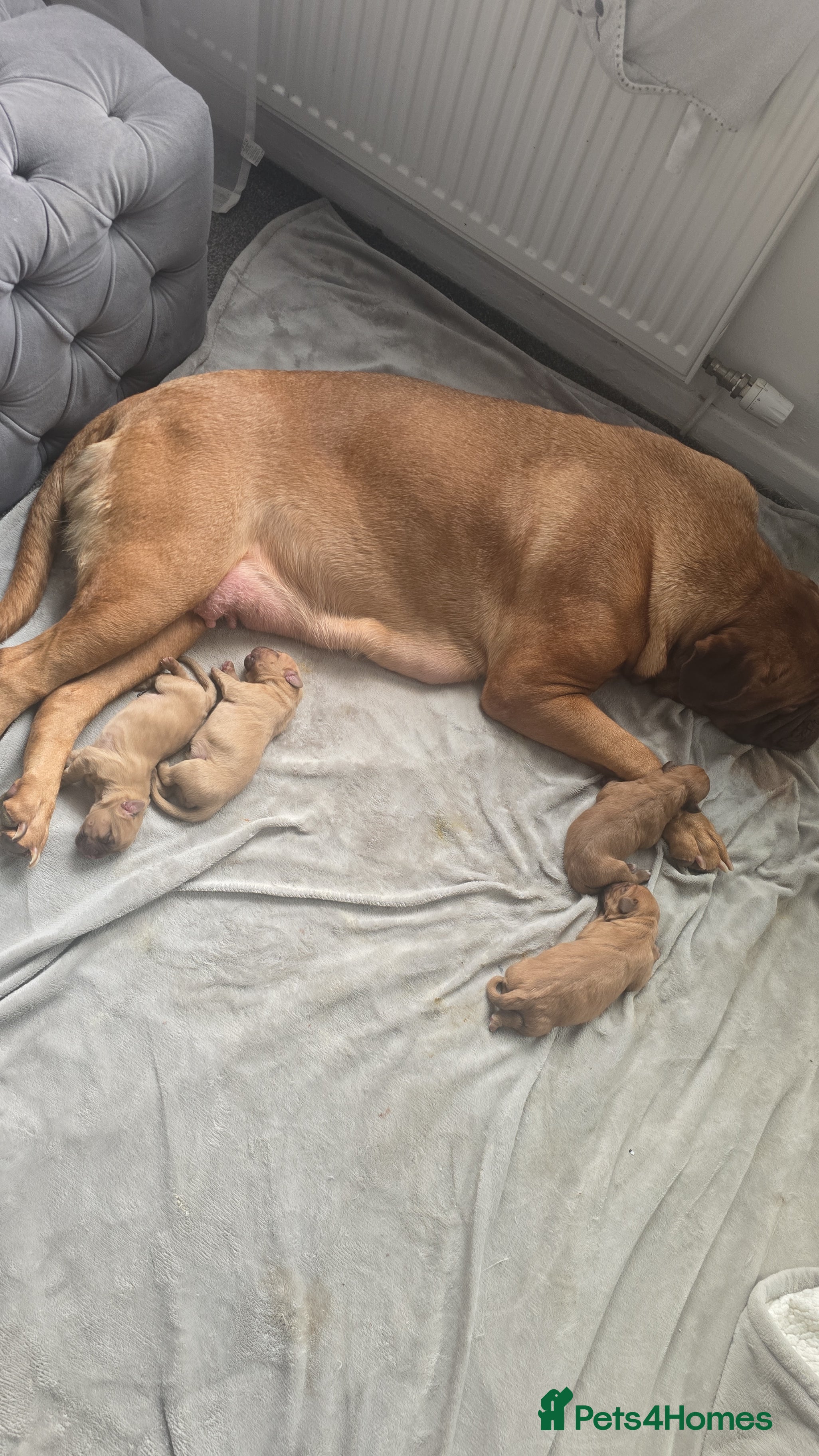 Dogue De Bordeaux dogs Dogue de bordeaux - Advert 5