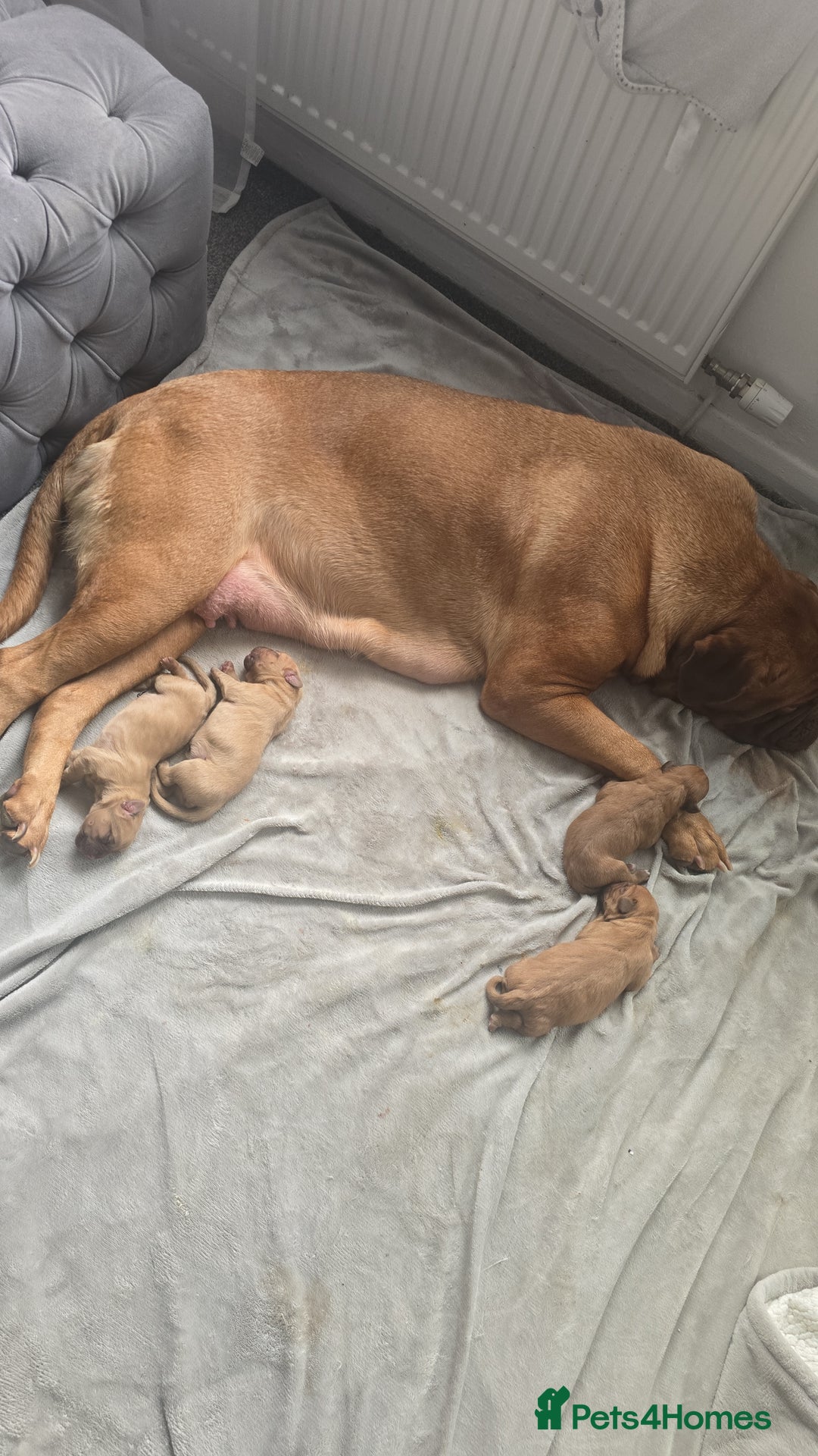 Dogue De Bordeaux dogs for sale: Dogue de bordeaux - Advert 1