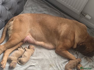 Dogue De Bordeaux dogs Dogue de bordeaux - Advert 1