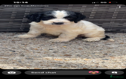 Cockapoo dogs for sale: Cockapoo puppies  - Image 10