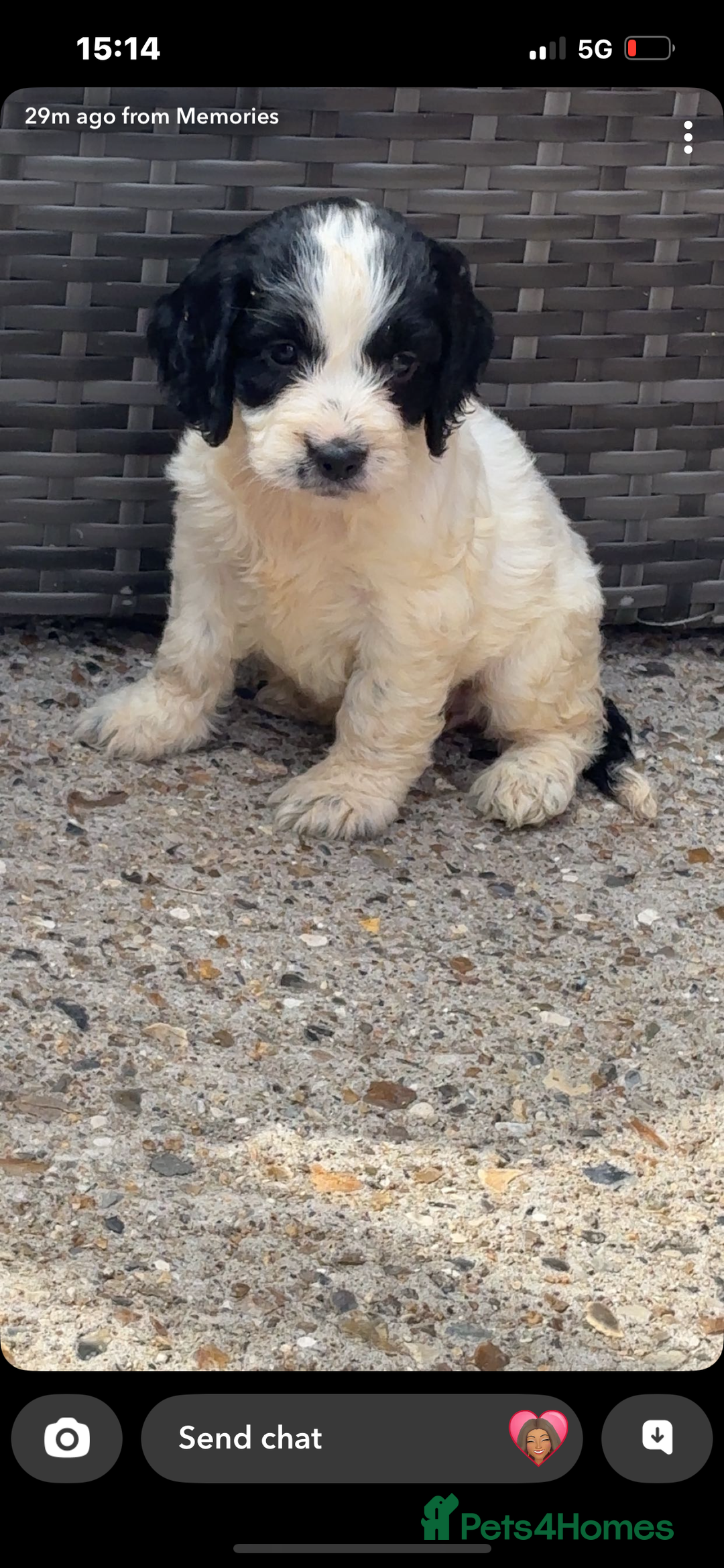 Cockapoo dogs for sale: Cockapoo puppies  - Image 10