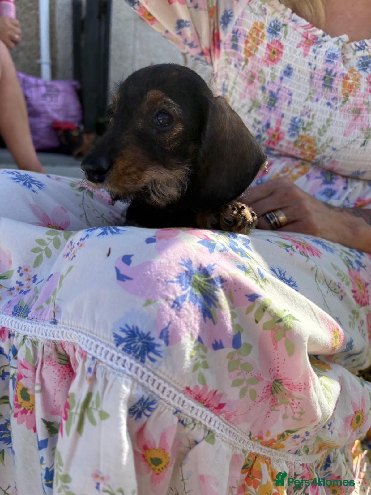 Miniature Dachshund dogs Boy and girl miniature wire haired dachshund  - Advert 10