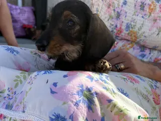 Miniature Dachshund dogs Boy and girl miniature wire haired dachshund - Advert 4
