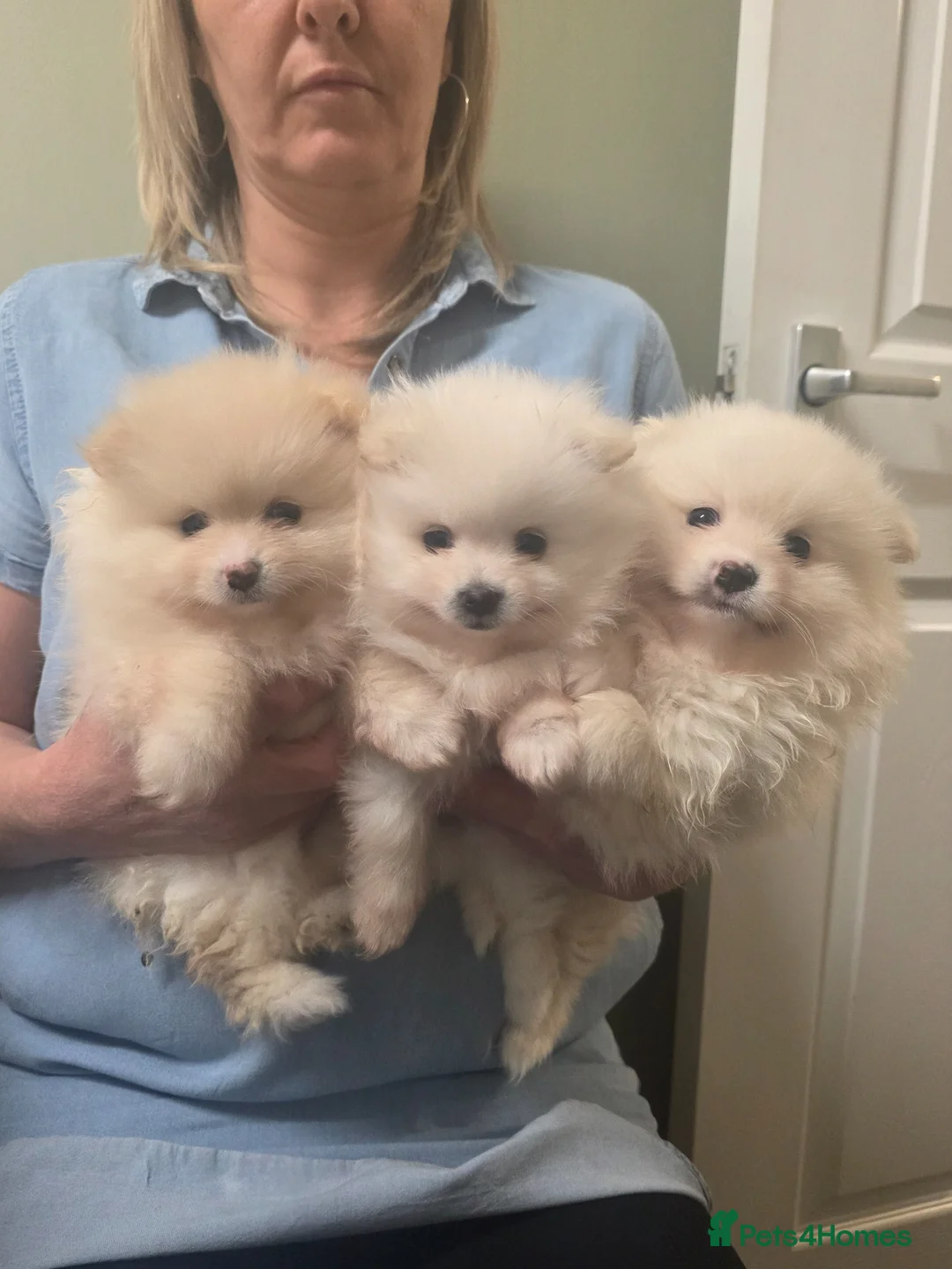 Pomeranian dogs for sale: 3 Girs super tiny - Advert 10