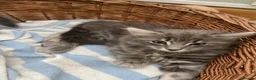Mixed Breed cats for sale: Beautiful fluffy grey kittens - Advert 6