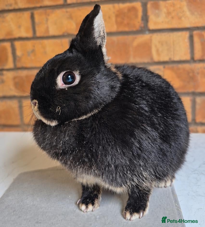 Mini Lop rabbits for sale: Gorgeous Mini Lop Adult bunnies - Advert 5