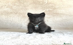 Pomsky dogs for sale: Adorable small f3 Pomsky puppies for sale  - Image 13
