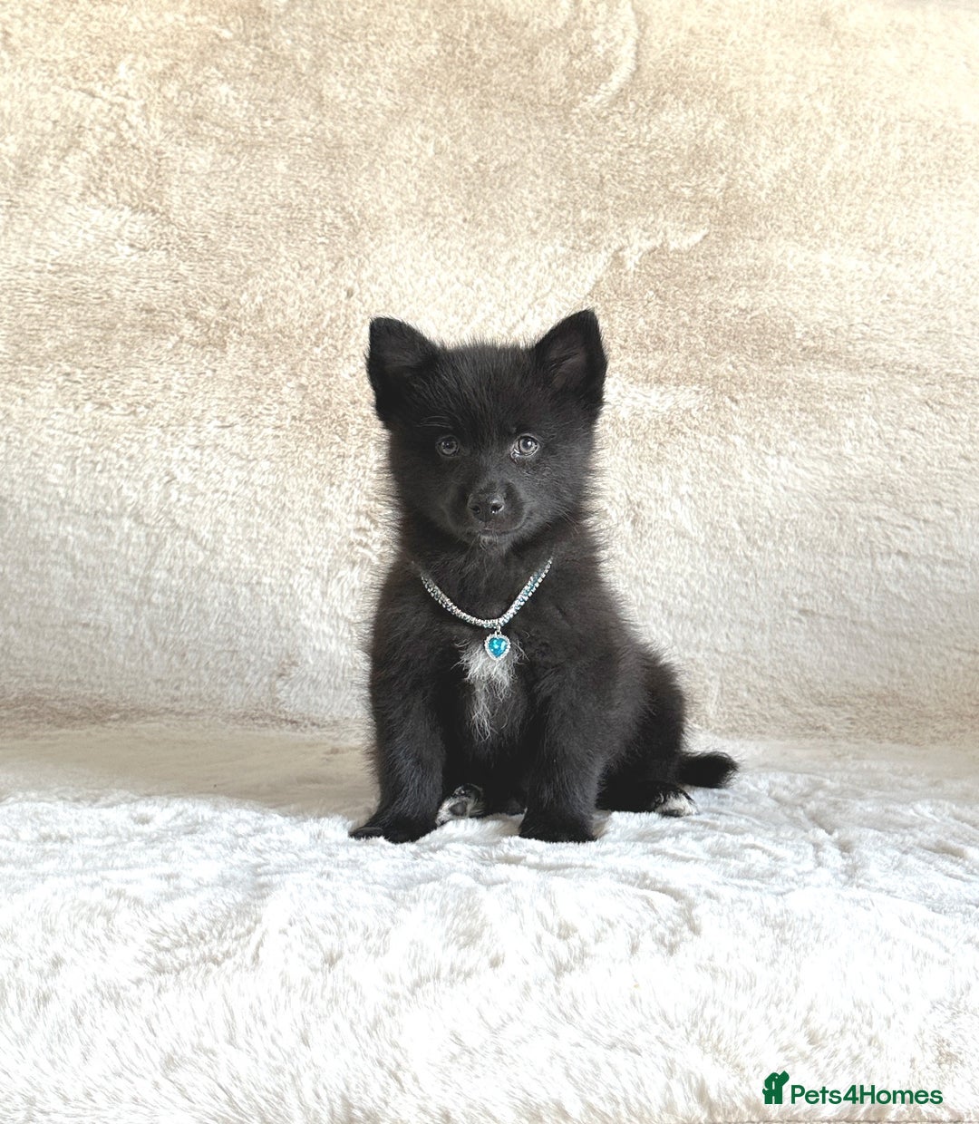 Pomsky dogs for sale: Adorable small f3 Pomsky puppies for sale  - Image 13