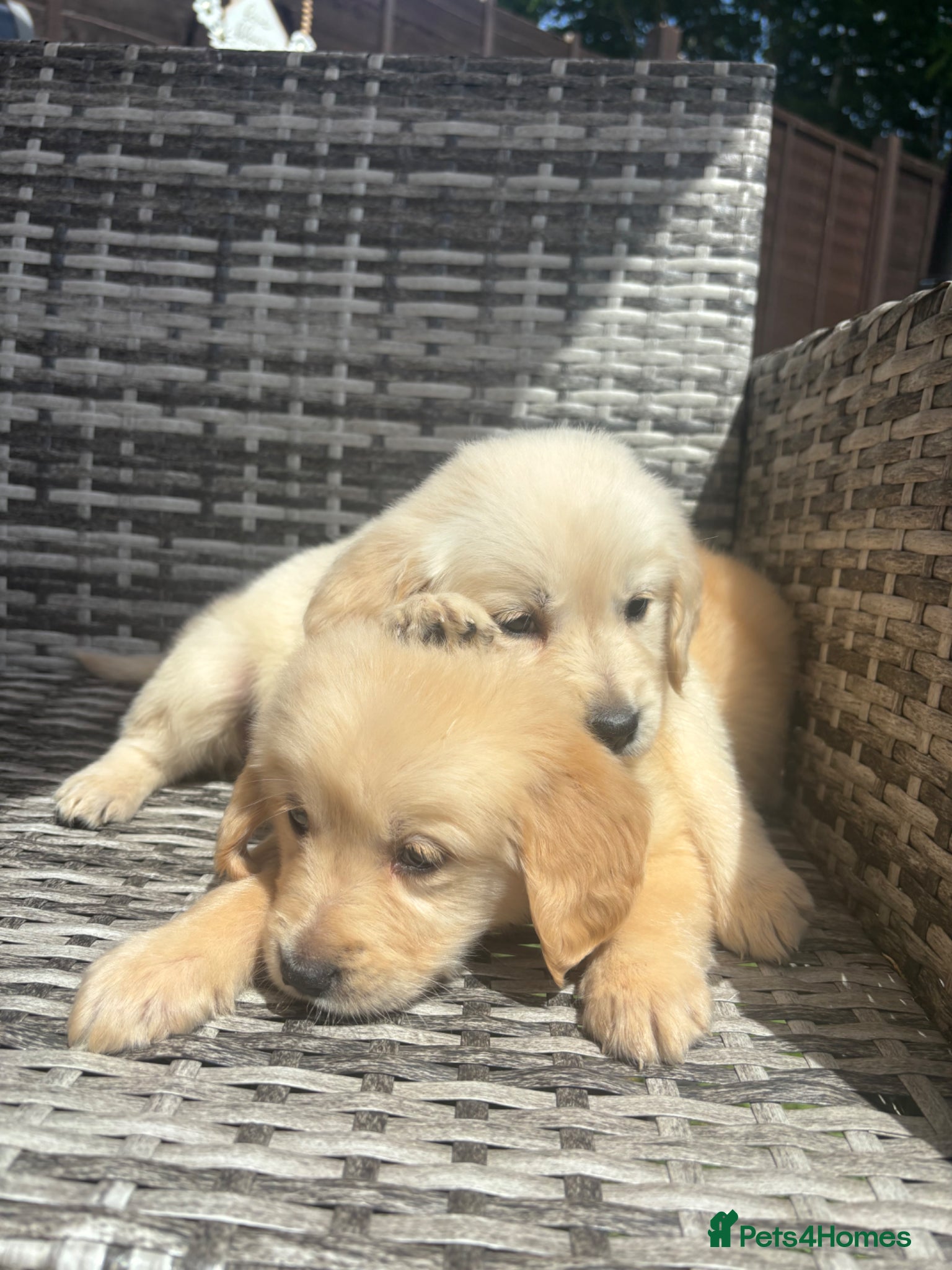 Golden Retriever dogs for sale: Golden retriever puppy’s  - Advert 7