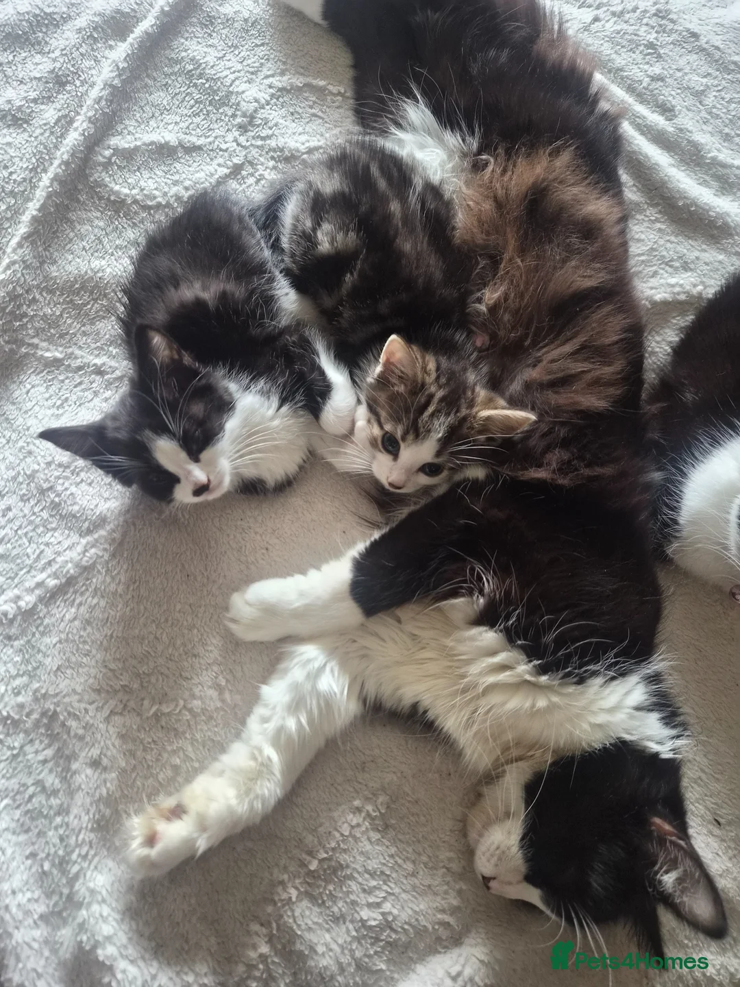 Mixed Breed cats for sale: Beautiful tabby girl - Advert 1