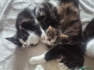 Mixed Breed cats Beautiful tabby girl - Advert 2