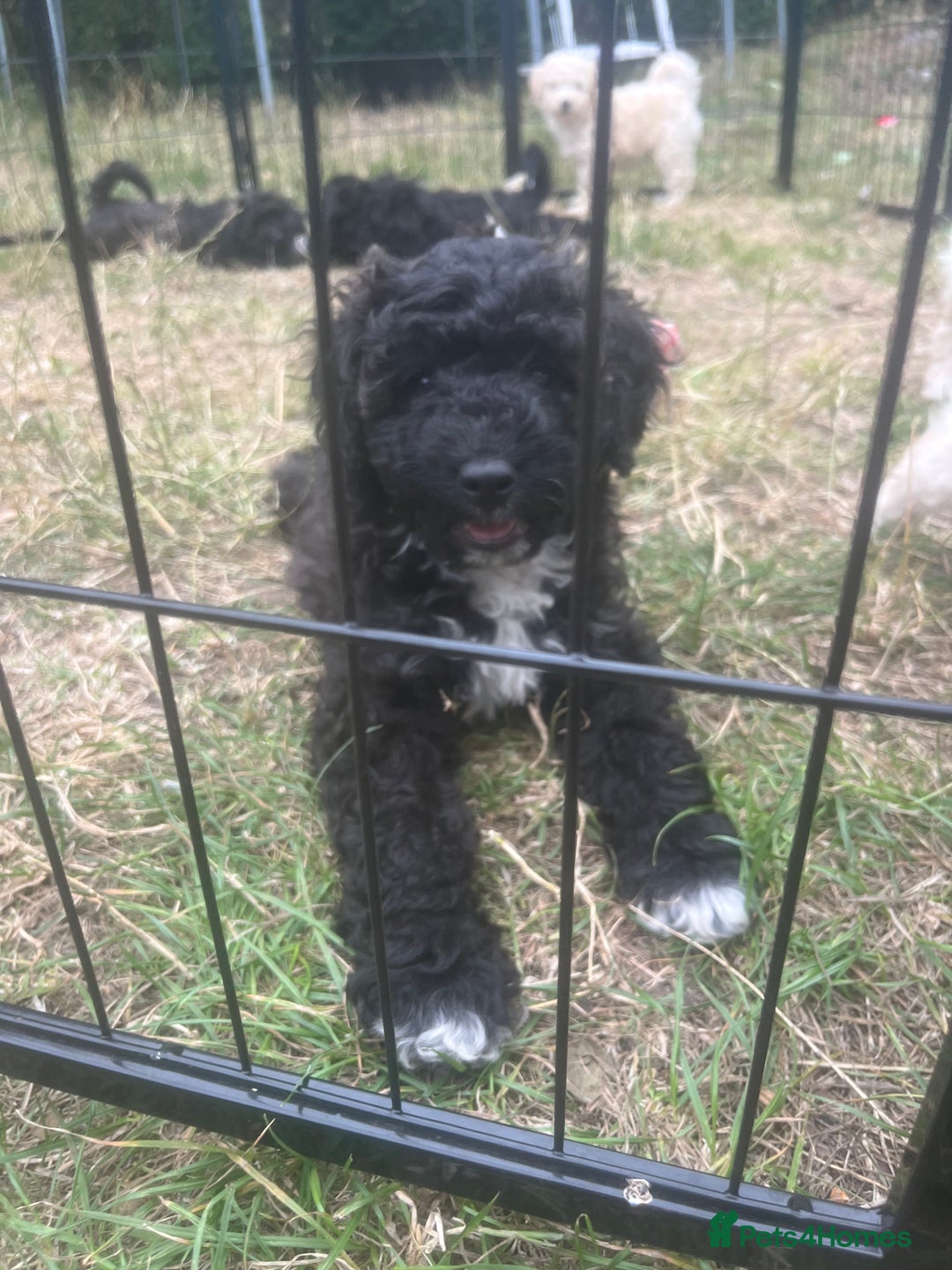 Cockapoo dogs for sale: **Ready to go - Last 2 remaining** F1B Cockapoo  - Image 19