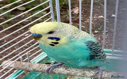 Budgerigars birds for sale: Young budgies for sale in Norbury - Image 2