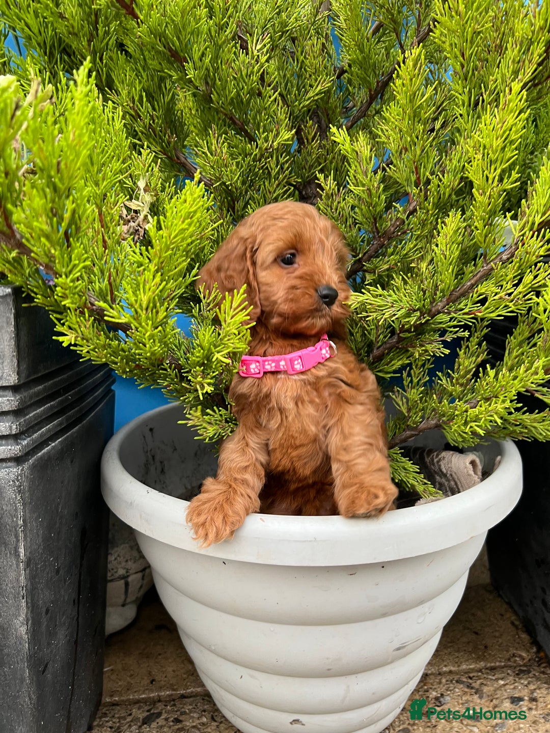 Cockapoo dogs for sale: LAST GIRL!!!!! F1 Cockapoo Puppies!!! - Advert 18