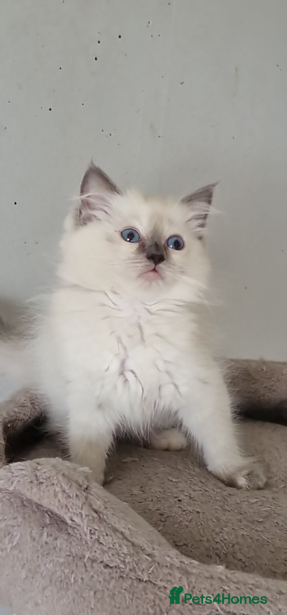Ragdoll cats Beautiful pure Ragdool ready for loving home  - Advert 1