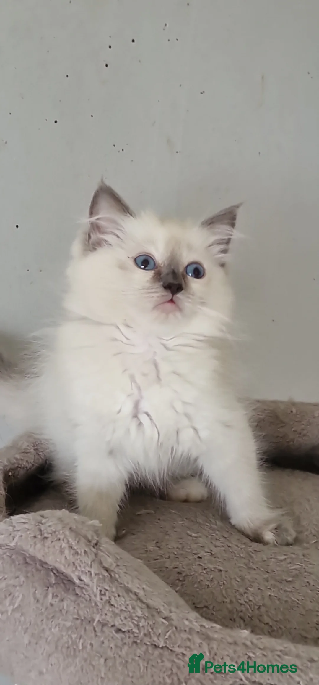 Ragdoll cats for sale: Beautiful pure Ragdool ready for loving home  - Advert 1