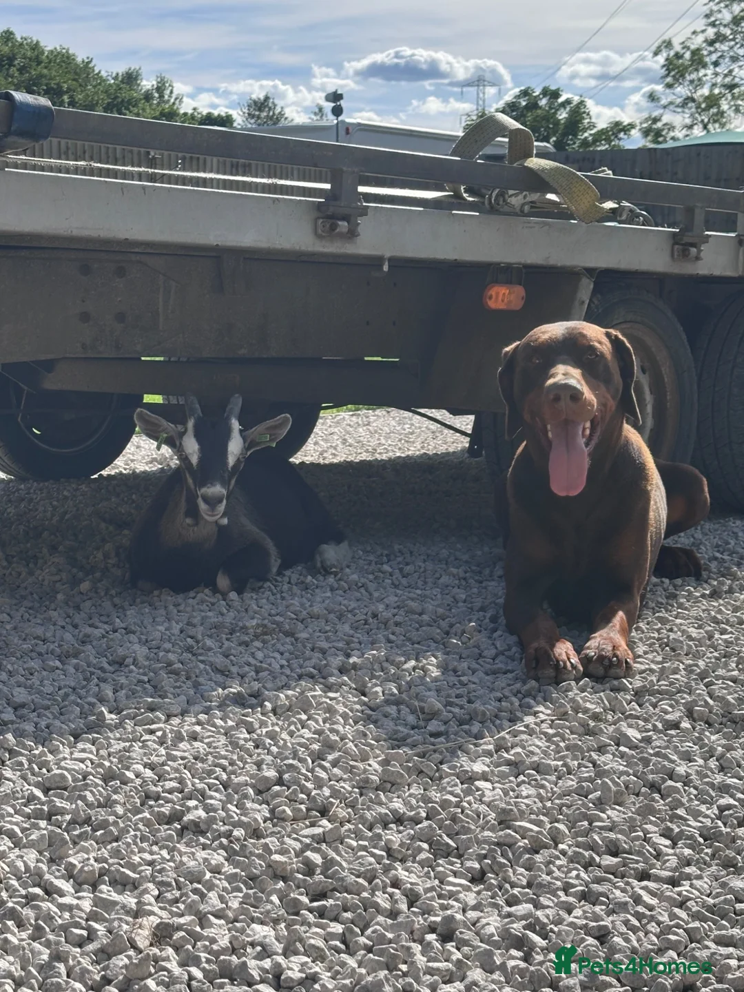 Dobermann dogs for stud: Lorcan (Lorcs) in Burton-on-Trent - Advert 2