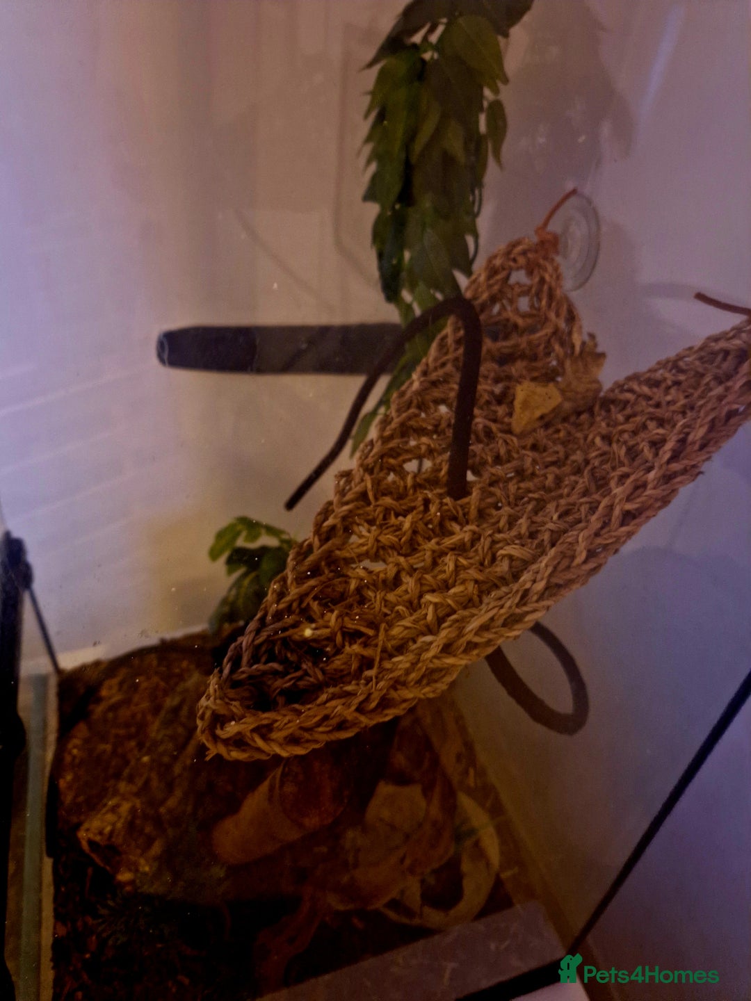 Gecko reptiles for sale: 6 Year Old Female Crested Gecko + Full Terranium - Advert 5