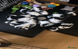 Shih Tzu dogs for sale: Shih Tzu Puppies - Image 3