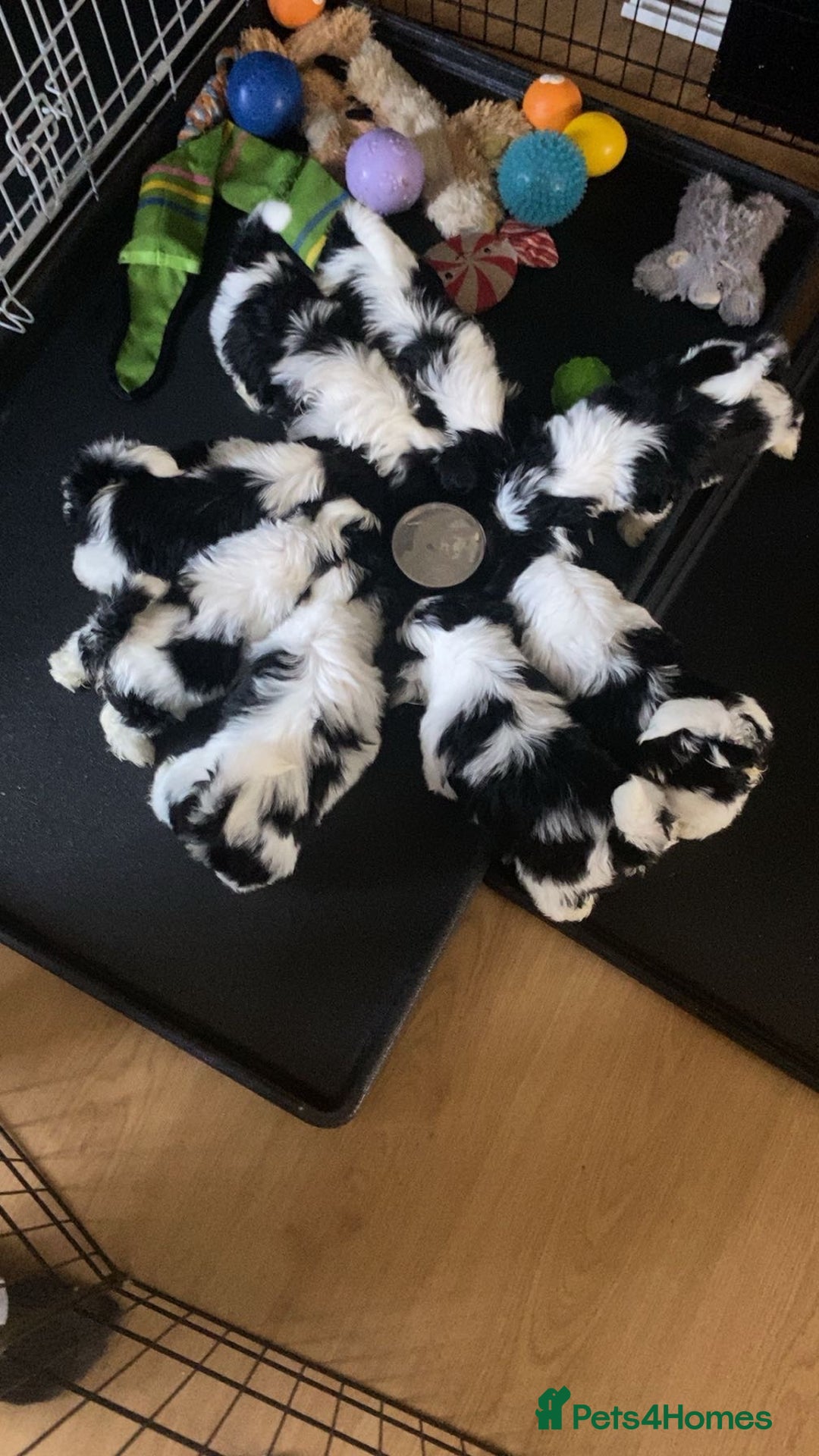 Shih Tzu dogs for sale: Shih Tzu Puppies - Image 3
