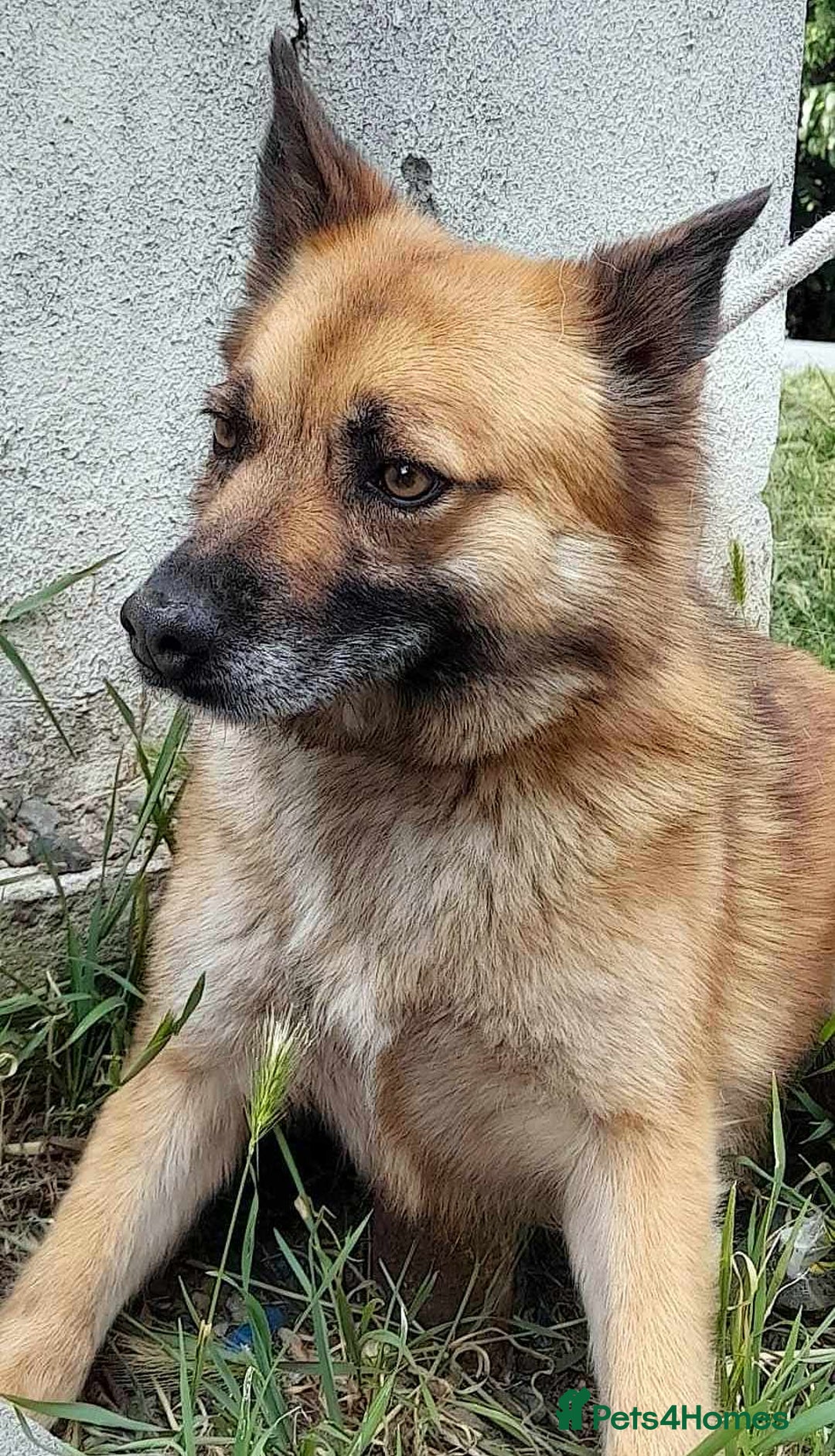 Mixed Breed dogs for adoption: 🐾 Happy – four years dreaming of a home 💛 - Advert 3