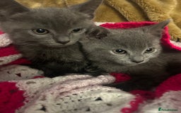 Russian Blue cats for sale: Russian Blue Kittens 🐱  - Advert 3