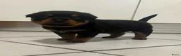 Rottweiler dogs for sale: KC Registered Rottweiler Puppies - Advert 24