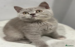 British Shorthair cats for sale: 🌈Choc Lilac Fawn Tortie Full Pedigree Brit BSH😍 - Image 29