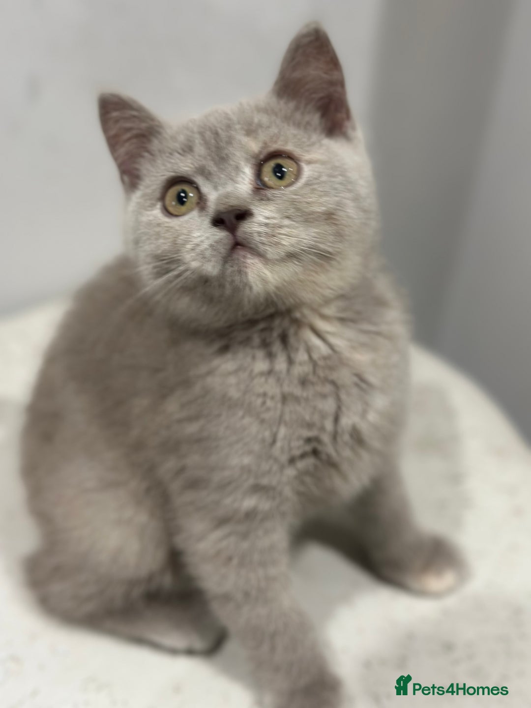 British Shorthair cats for sale: 🌈Choc Lilac Fawn Tortie Full Pedigree Brit BSH😍 - Image 29