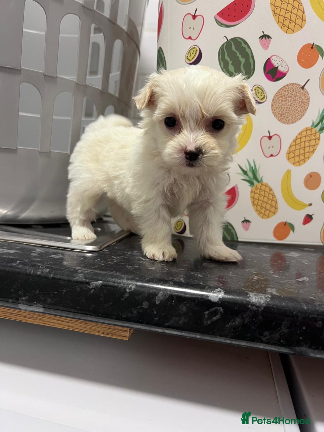 Maltipoo dogs for sale: maltepoo - Advert 7