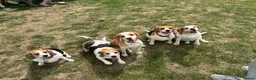 Beagle dogs for stud: White and Tan Beagle for Stud ONLY in Huddersfield - Advert 4