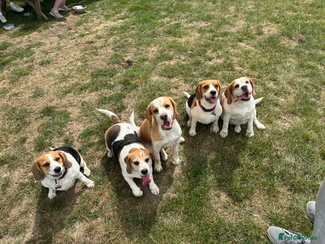 Beagle dogs for stud: White and Tan Beagle for Stud ONLY in Huddersfield - Advert 4