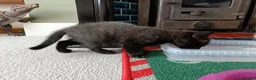 Mixed Breed cats for sale: Adorable kittens for sale  - Advert 8