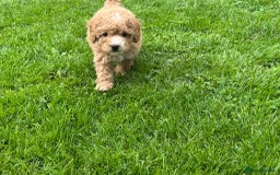 Cockapoo dogs for sale: Stunning F1b pups now available. - Image 5