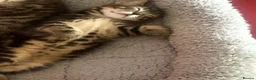 Bengal cats for sale: Male and female half bengal ready for new homes in Frome - Advert 7