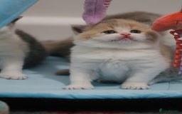 British Shorthair cats for sale: 🐾GCCF Registered British Shorthair Kittens🐾 - Image 9